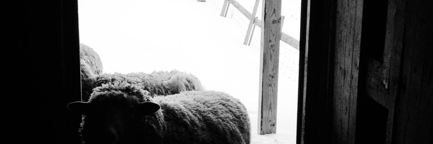 The Hidden Wool banner