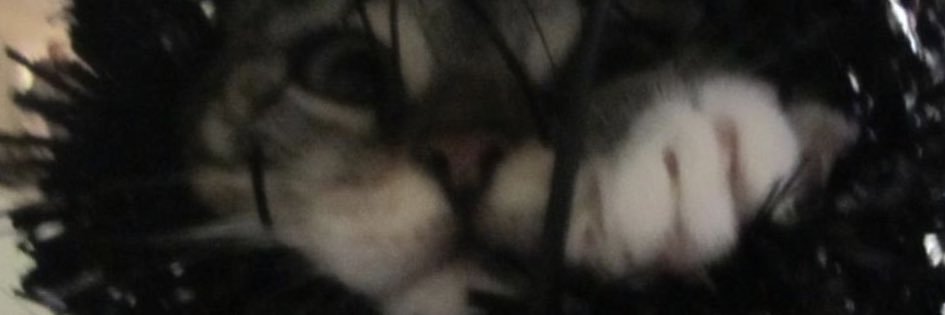 mikimookins's profile banner image