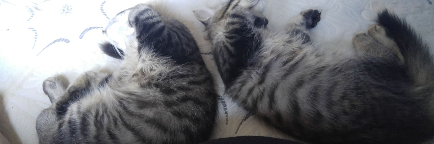 fanaticoak74940 (Remastered 2023)🦉🇵🇸 banner