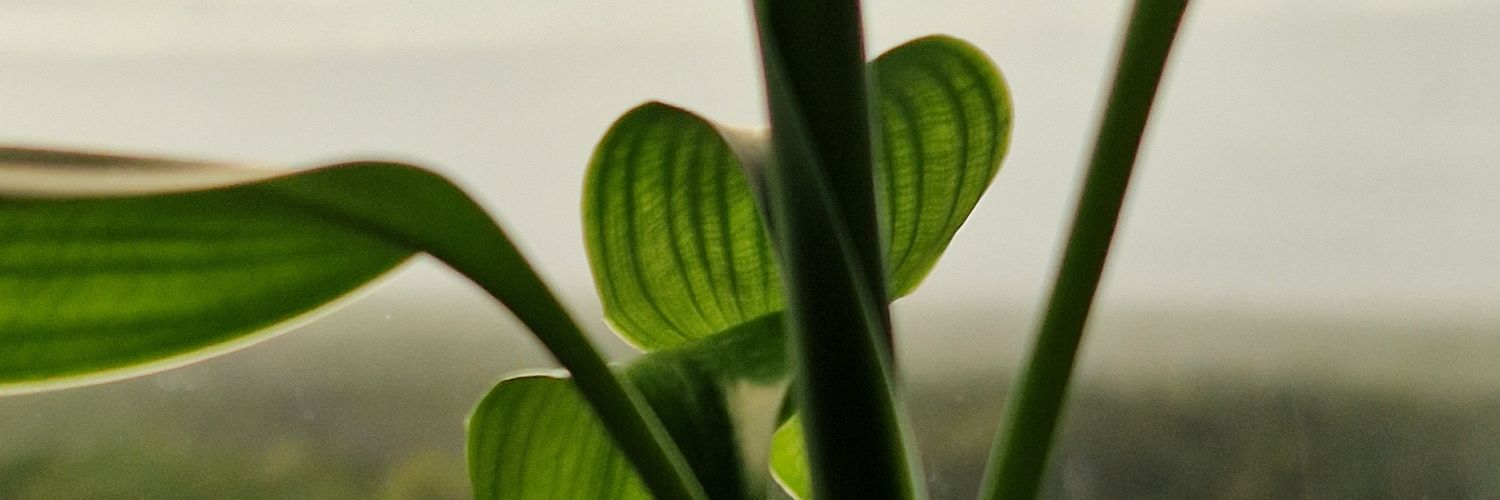 mojnomojjo's profile banner image