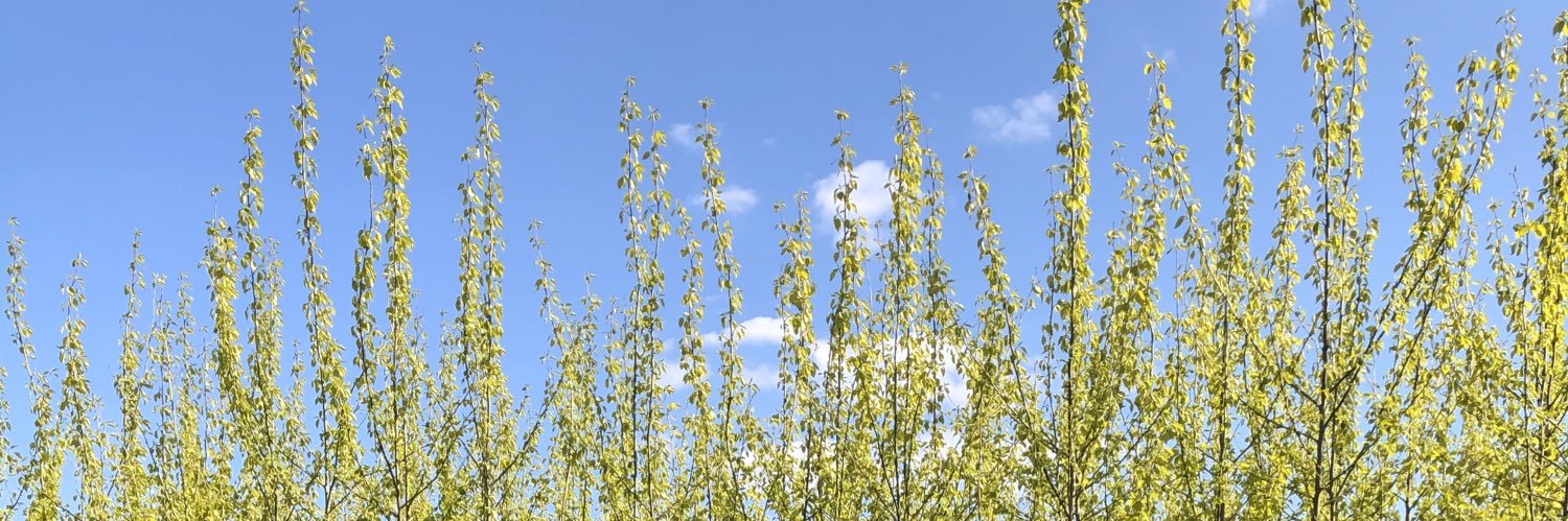 Tim Schumacher banner