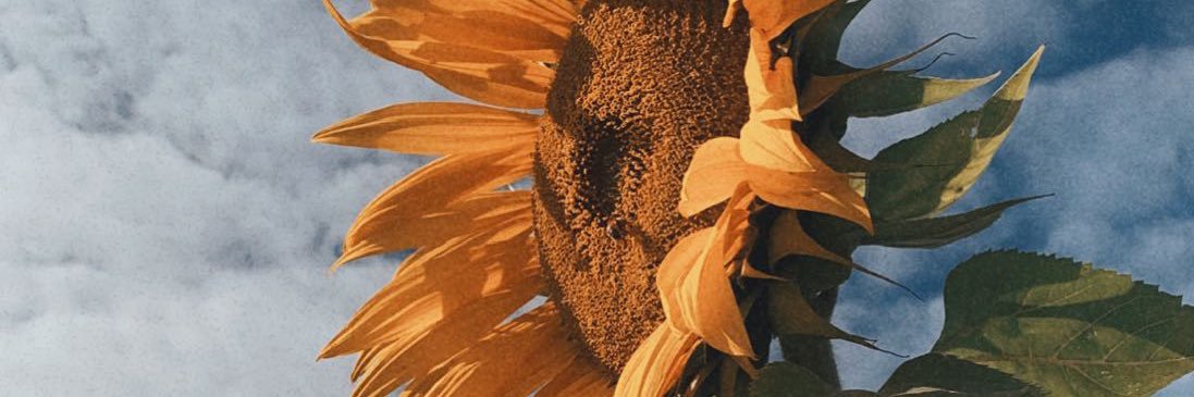 Fernanda banner
