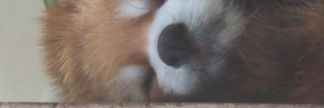 roister's profile banner image