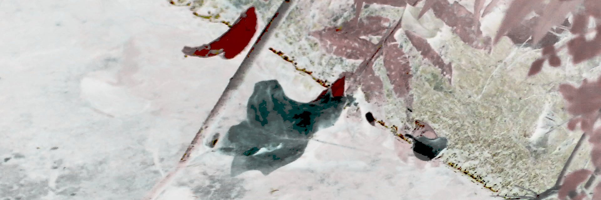 Andrew Pate banner
