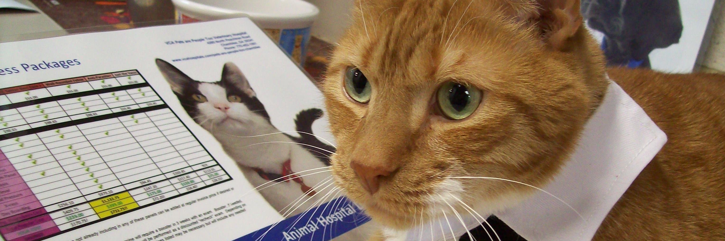 MeowChessie's profile banner image