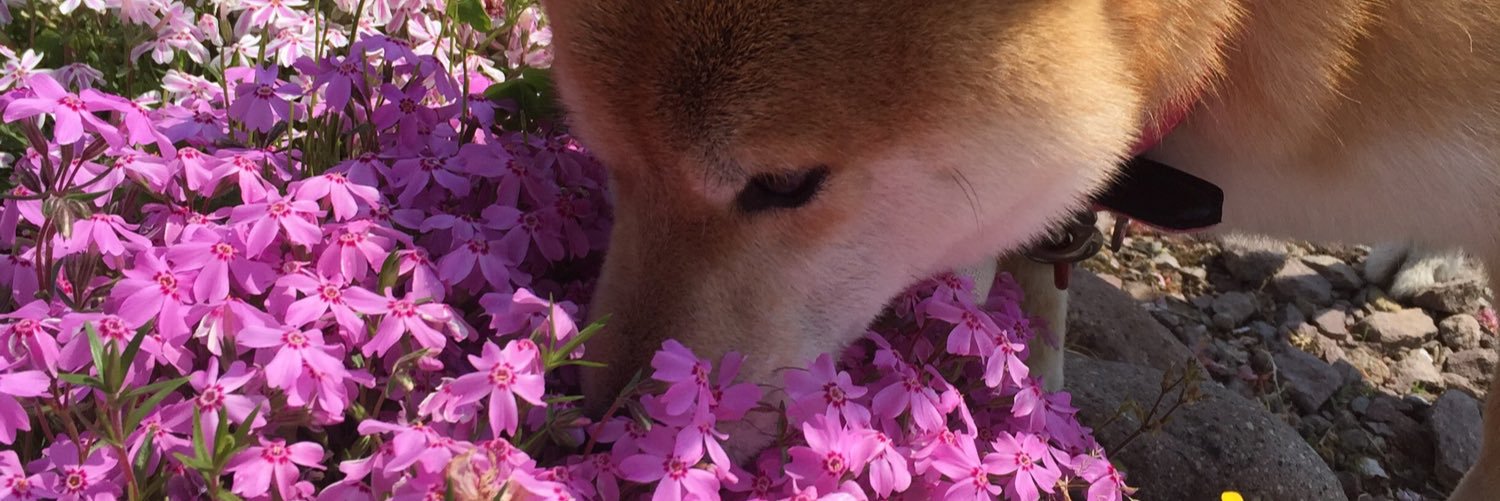 imako214's profile banner image