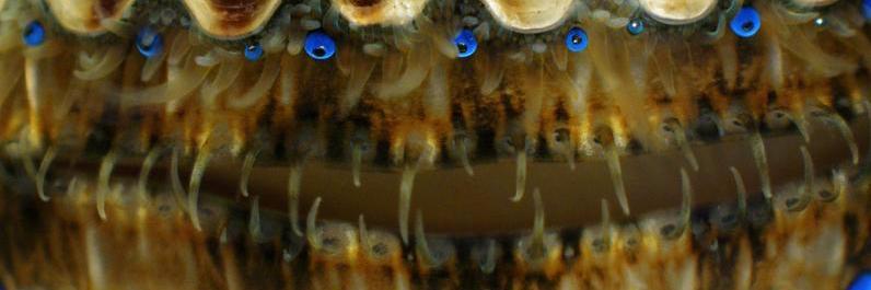 ♫ Moves Like Joey ♫ banner