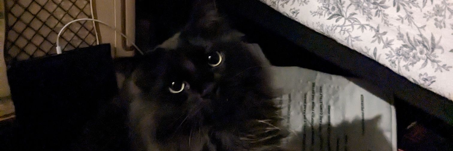Lellybean16's profile banner image
