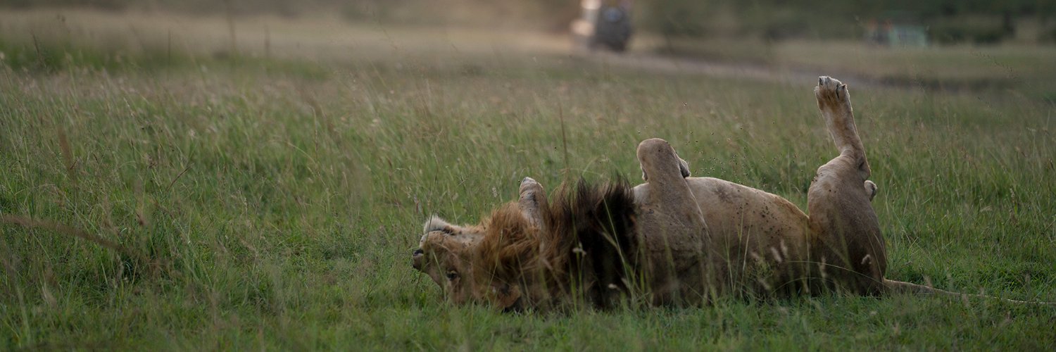 GOWILDF0RLIFE's profile banner image