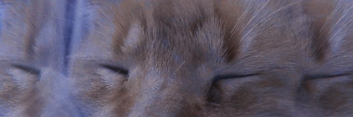 _Luzcabrem's profile banner image