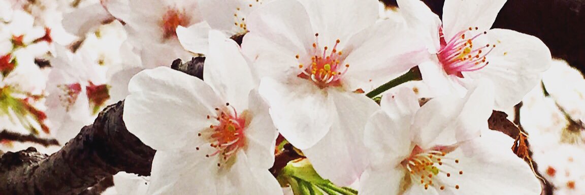 ephy_mphy's profile banner image