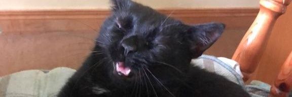 bleeugh's profile banner image