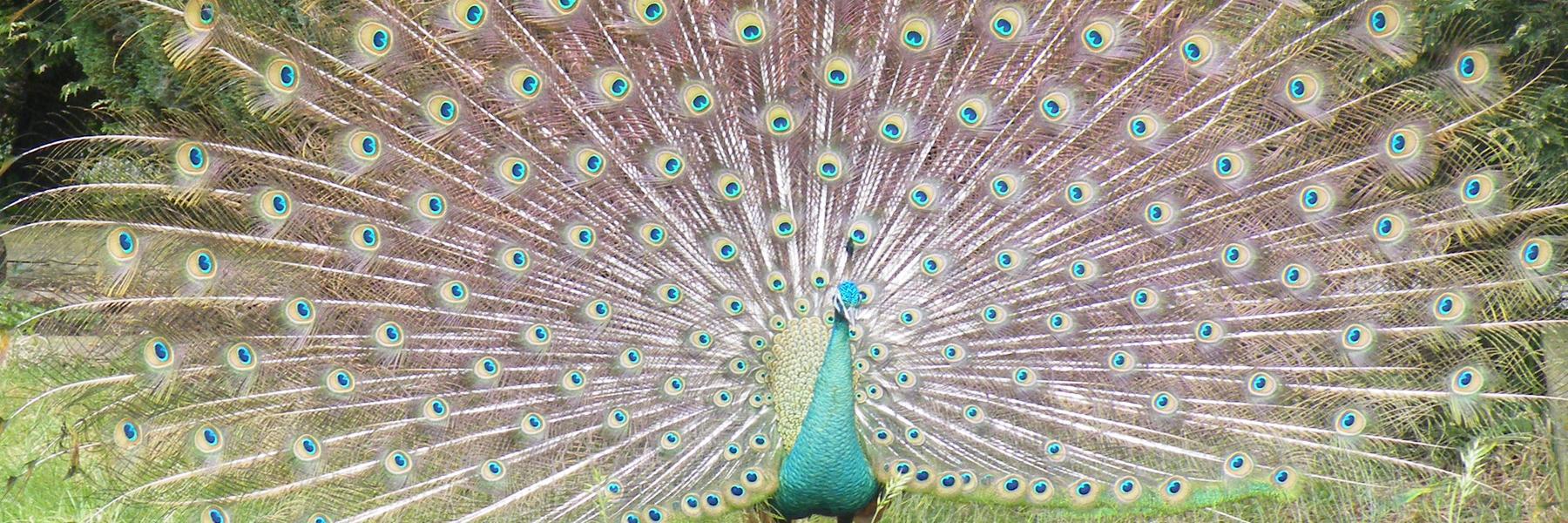 PactSanctuary's profile banner image