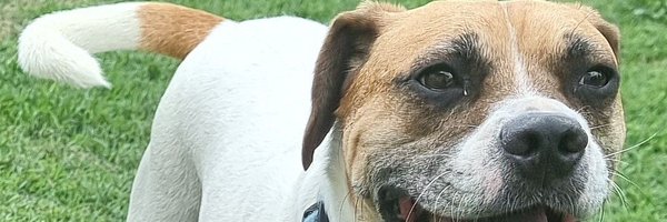 joshcorbettpods Profile Banner