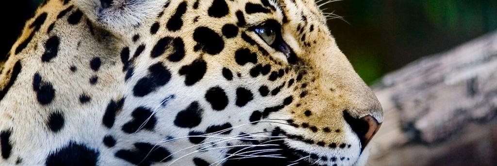 bryanarara's profile banner image