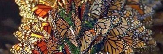 Anna-Rose 💙🦉🥀🌹🐇 The world is built on stories banner