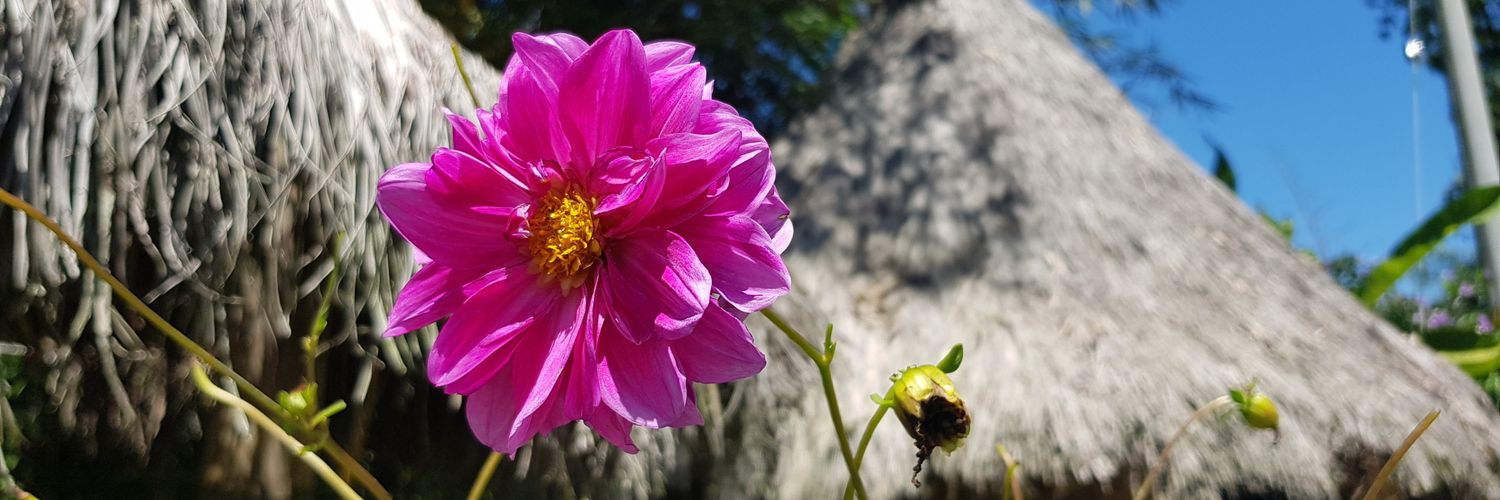 Soraya Duarte banner