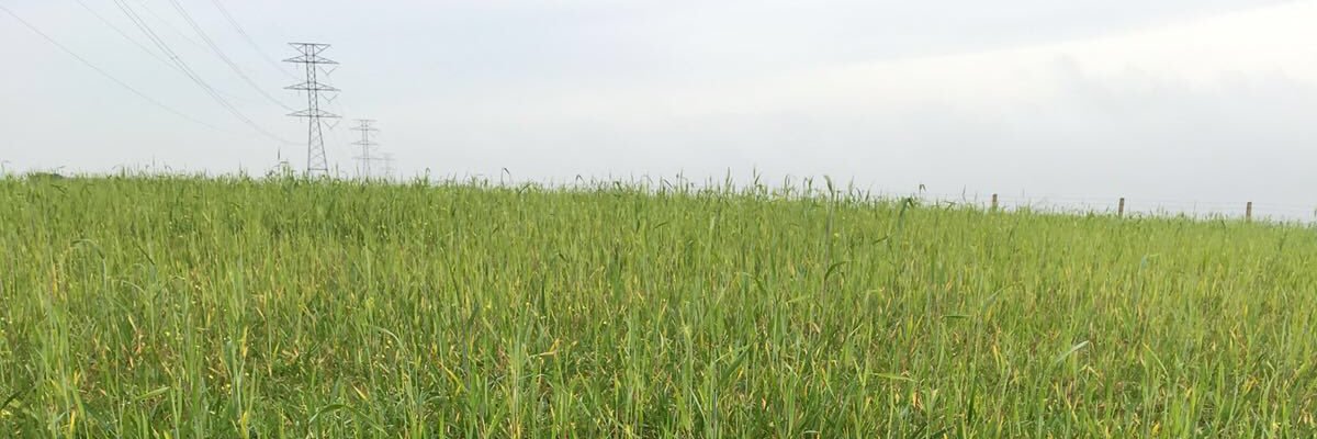 Munirii's profile banner image