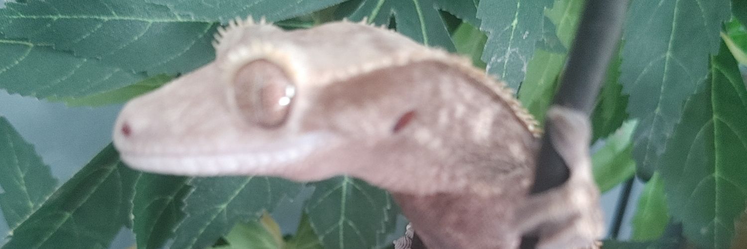 CSIPestControl's profile banner image