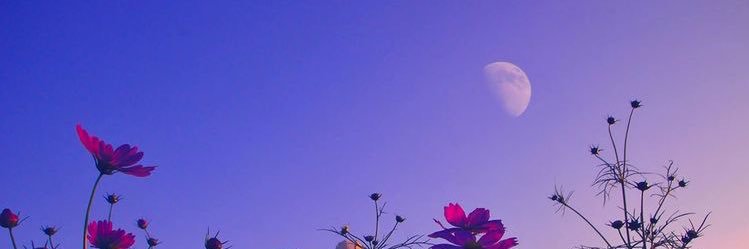 steffyweffy101's profile banner image
