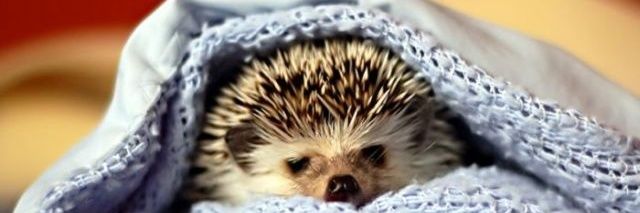 hedgehog39's profile banner image