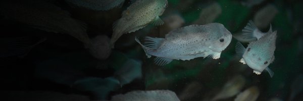 suslyb Profile Banner