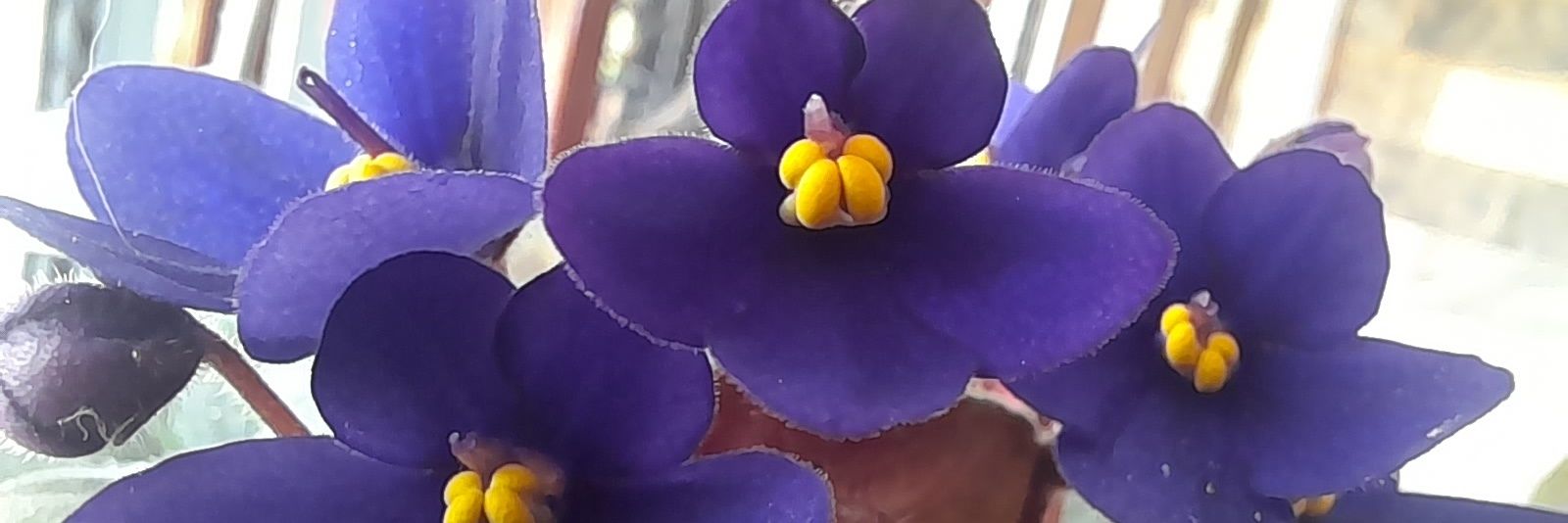 rocaraq's profile banner image