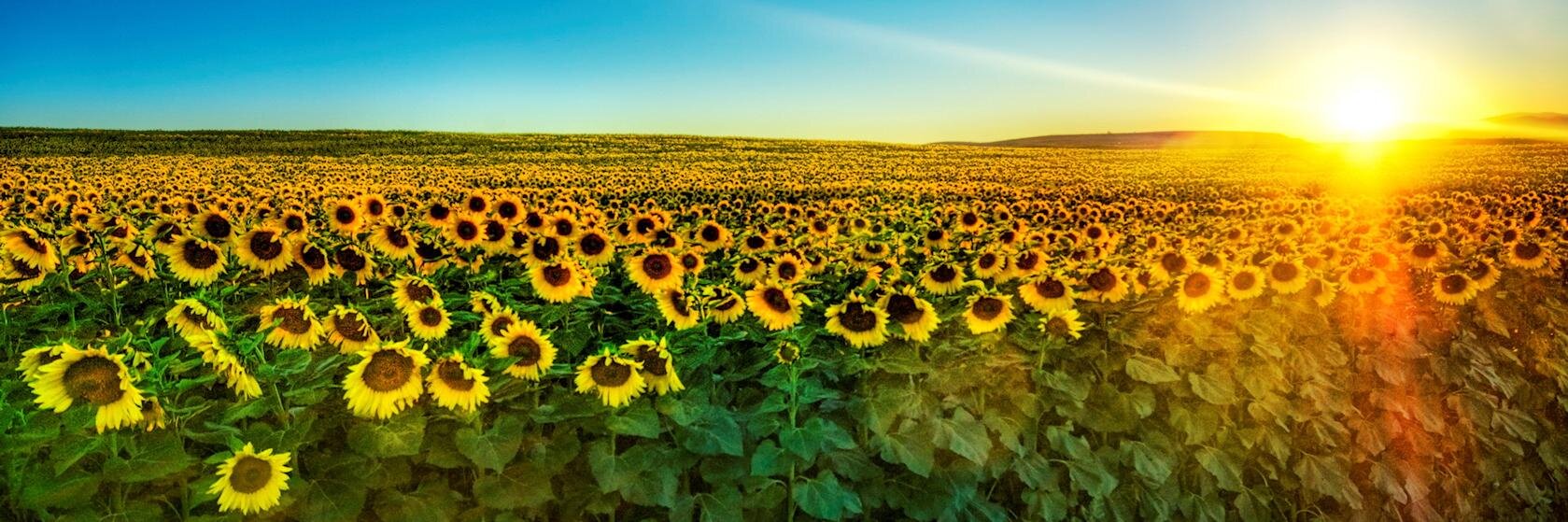 KellyScannell's profile banner image