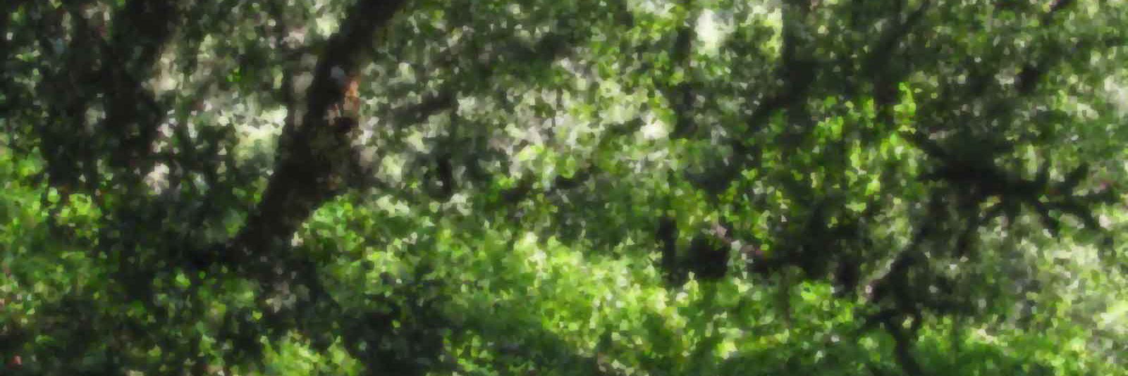 primate7's profile banner image