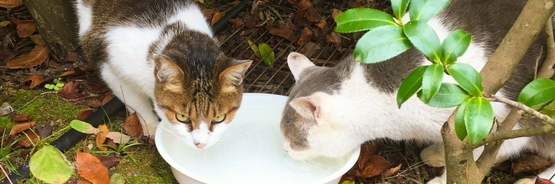 ike_97_cat's profile banner image