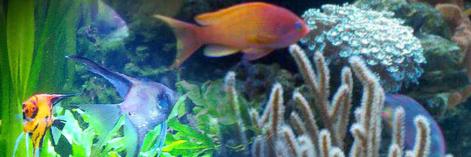 Marks_Fish's profile banner image