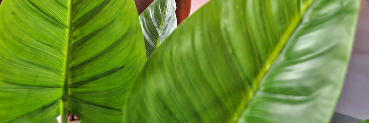 Thiffanie's profile banner image