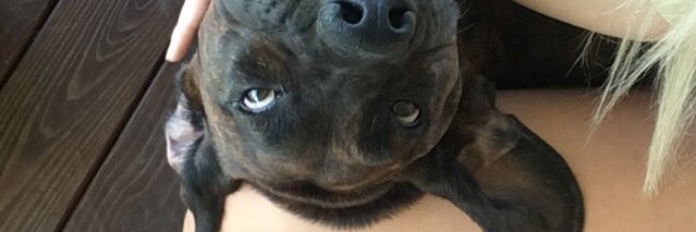 LexieBrandt2's profile banner image