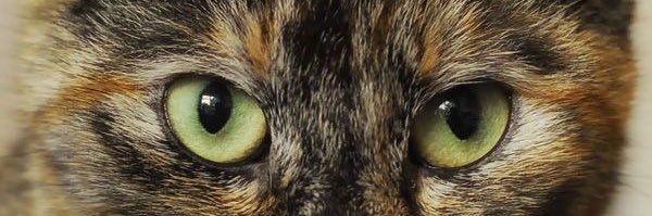 sindymena25's profile banner image