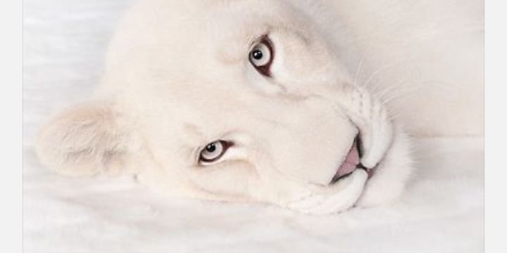 KarimontLeon's profile banner image