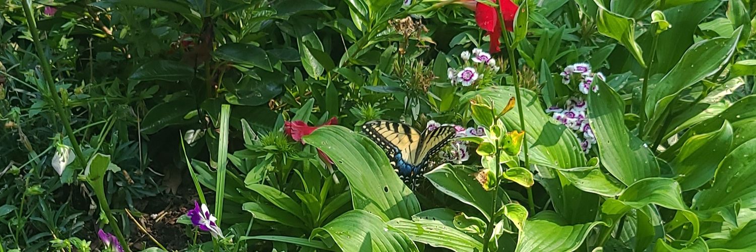 ❥ ɗriεɗ up twittεr hαg banner