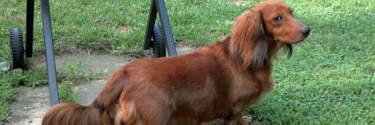 Boo, Molly and Honeys dad 🐾🏃🏻‍♂️🎶🍯🏒🇺🇸🦂🌵's banner
