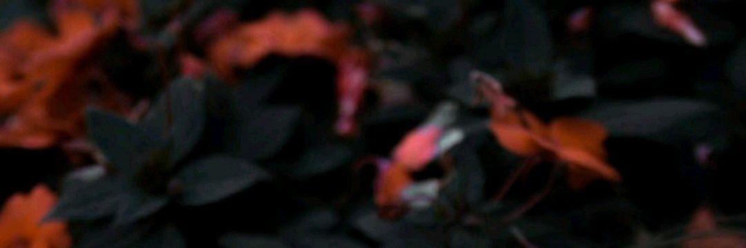 michellehsa's profile banner image