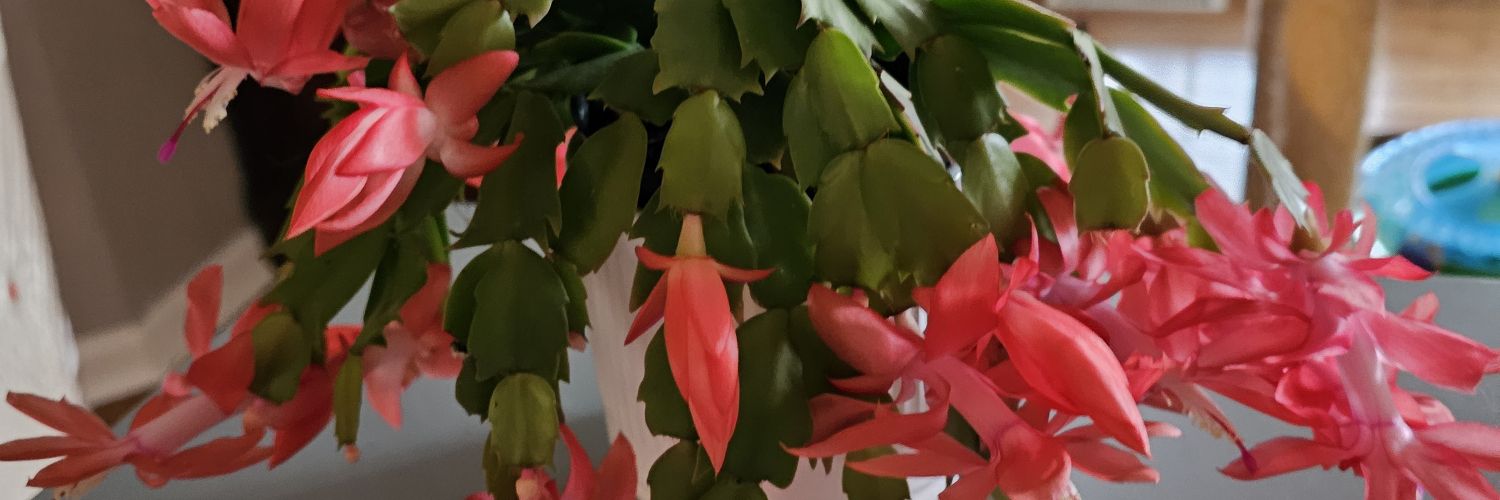 MoonSence's profile banner image