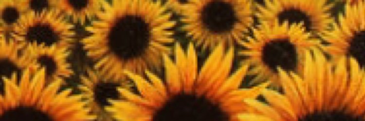 cjwav777's profile banner image