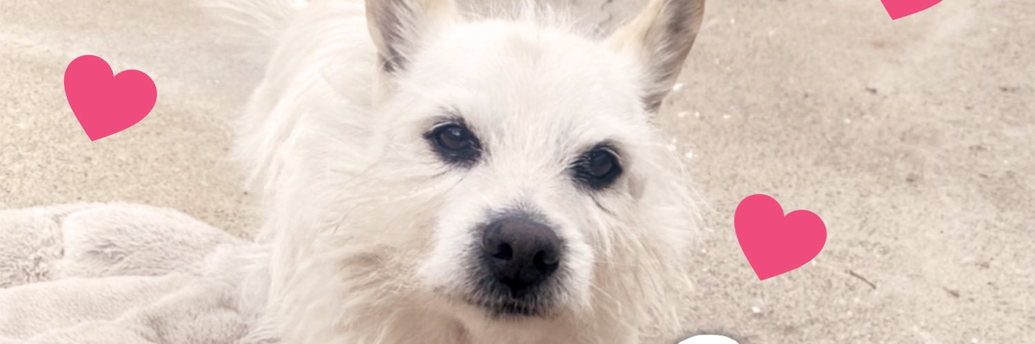 sindysonn's profile banner image