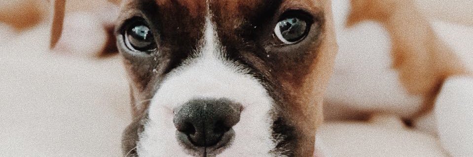 mafernuca's profile banner image