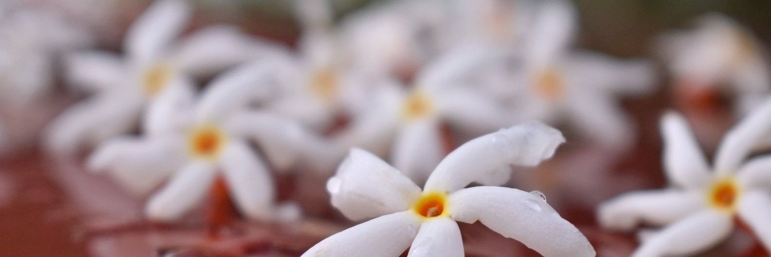 ssugandh's profile banner image