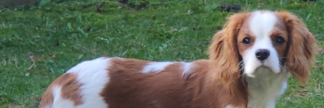 Pangaryk's profile banner image