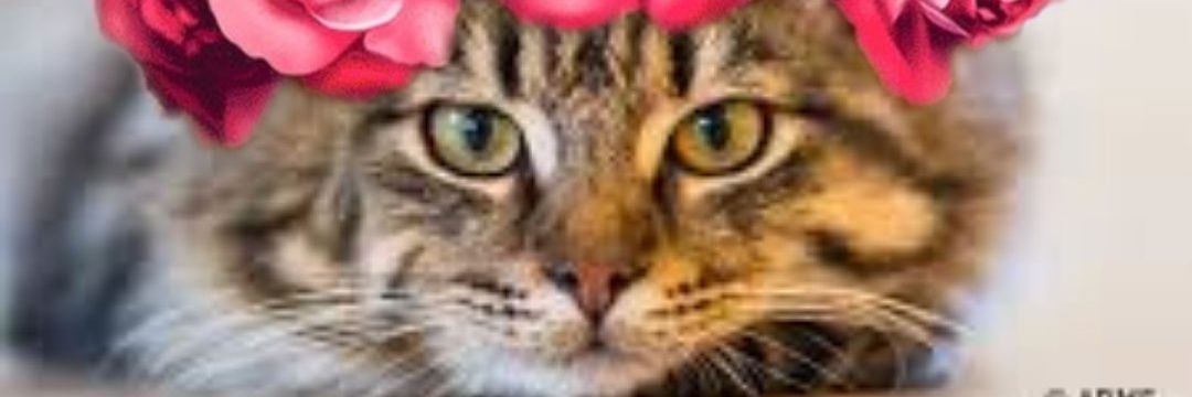 foanka's profile banner image