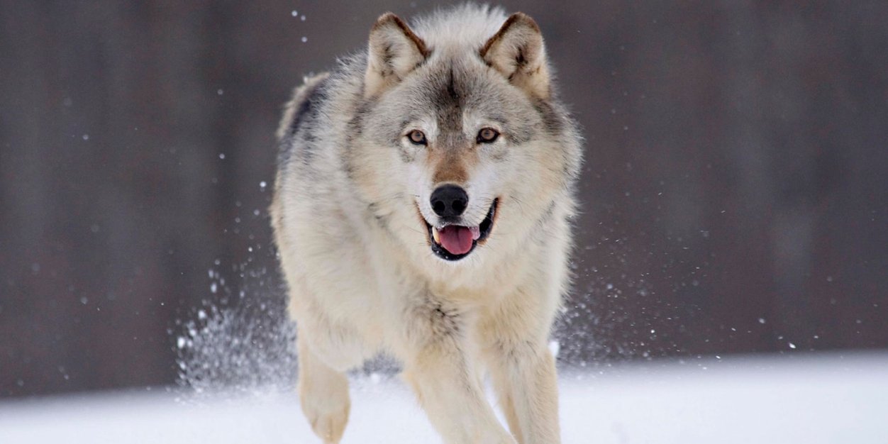 Alexandrea Katrina banner