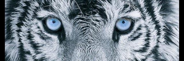 jackson_speer's profile banner image