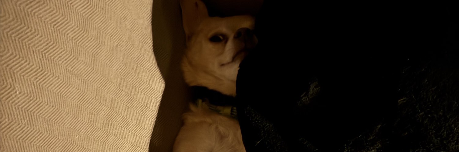 MickyBenne's profile banner image