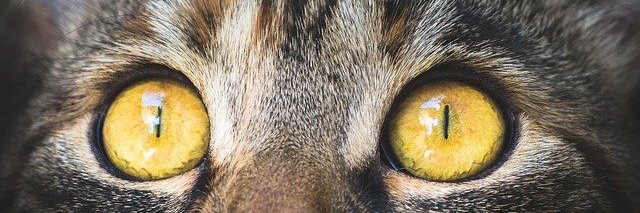 dezibratz's profile banner image
