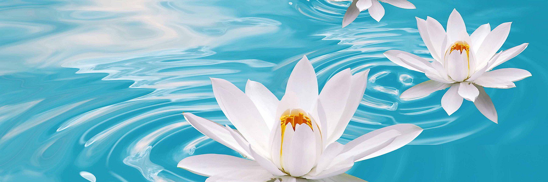 Kris Petrocco-Napuli banner